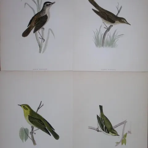 Job-Lot Rev Morris History of British Birds 130 Yrs-Old Antique Engravings-16