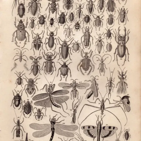 Entomology Study of Insects Illustrations Antique 154 Yrs-Old Steel Engraving -20.