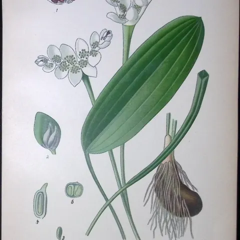 Cape Pond-Weed Edward Step Rare Antique Botanical Book Plate-297