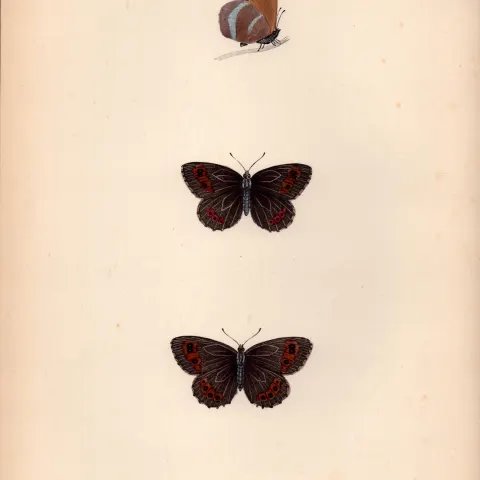 Scotch Argus Hand Coloured Antique Butterfly Plate Rev Morris-65.