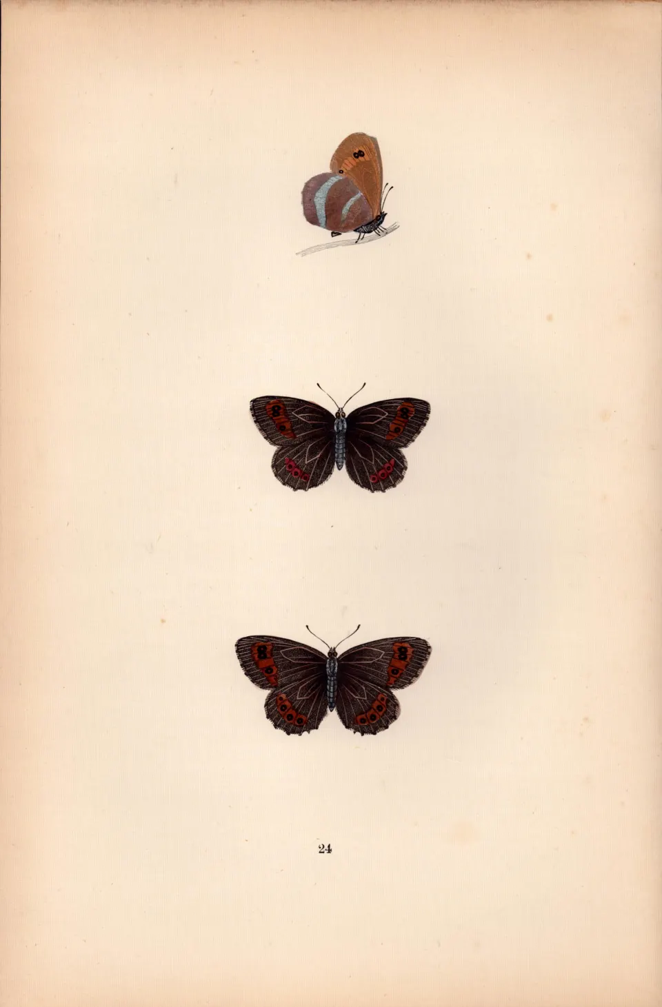 Scotch Argus Hand Coloured Antique Butterfly Plate Rev Morris-65.