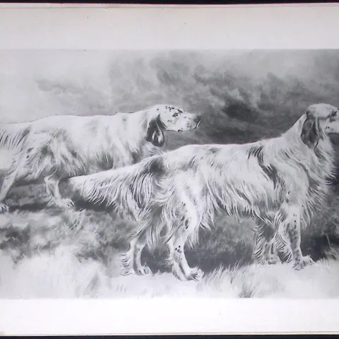 English Setters Antique Book Plate Rawdon Lee Modern Dogs 1893-36