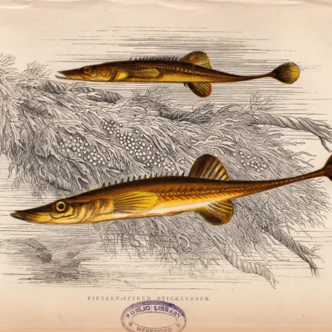 Fifteen-Spined Stickleback 1869 Antique Johnathan Couch Engraving.