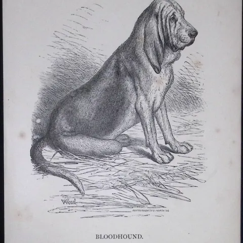 The Bloodhound Sitting British Dogs by Hugh Dalziel 1889 Antique Book Plate-21