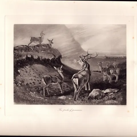 The Deer Pride Rare Limited-Edition Antique JG Millais Print-19.