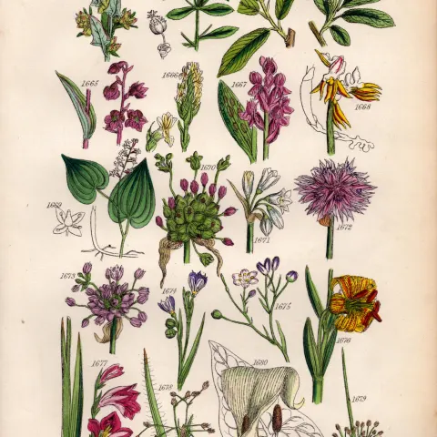 Sowerby Antique Illustration , Spurge, Willow, Orchis, Garlic, Cornish Chives, Lily-84.