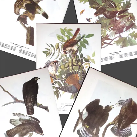 Job-Lot John James Audubon Birds of America 72-Year-Old Coloured Book Plates-23