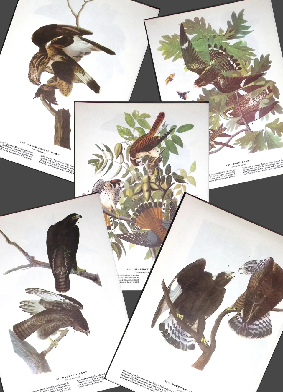 Job-Lot John James Audubon Birds of America 72-Year-Old Coloured Book Plates-23