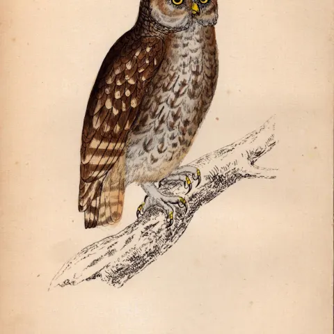 Little Owl Rev Morris Antique1888 History of British Birds Engraving.19.