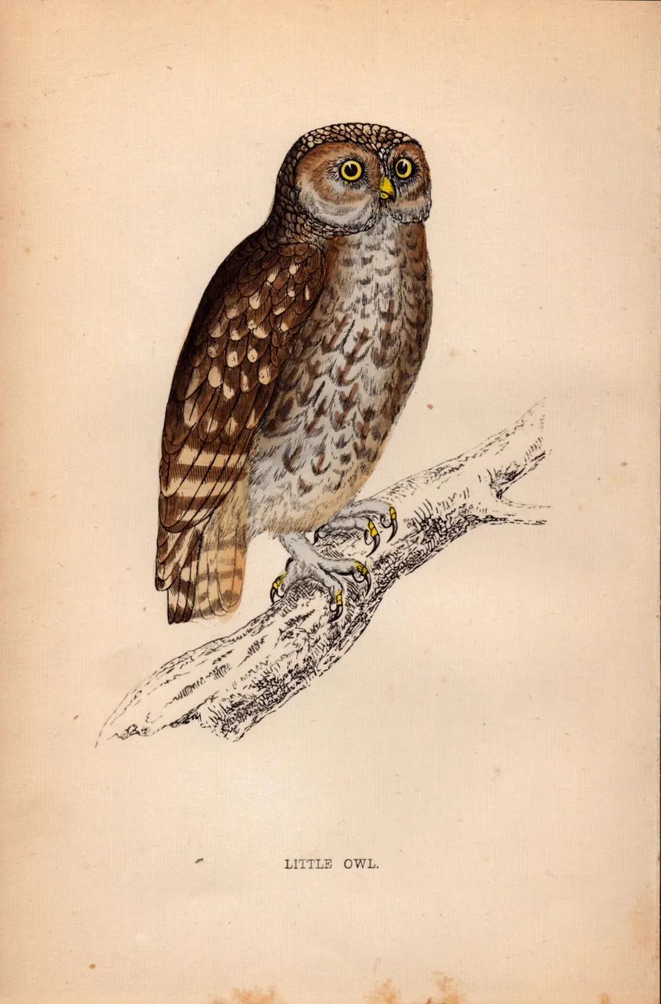 Little Owl Rev Morris Antique1888 History of British Birds Engraving.19.