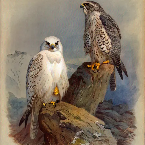 Antique Scarce First Edition Bird Print Greenland & Iceland Falcon-36
