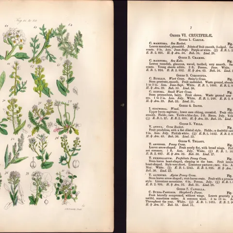 Sowerby Antique Sea Rocket, Sea Kale, Shepherd's Purse, Candy Tuft, Pepper Wort-4-Set-2.