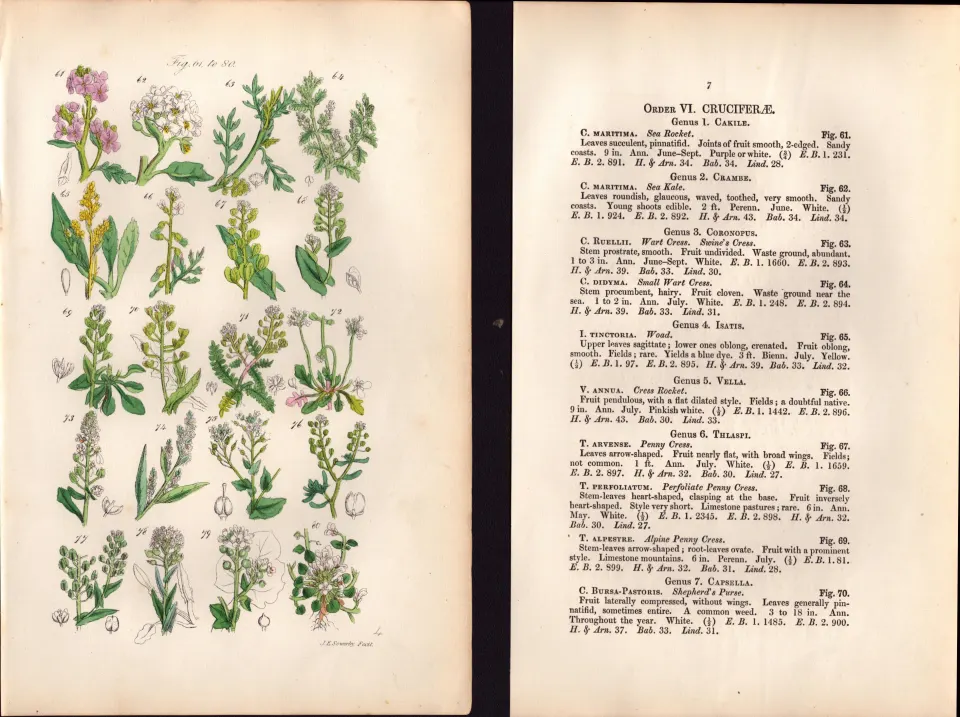 Sowerby Antique Sea Rocket, Sea Kale, Shepherd's Purse, Candy Tuft, Pepper Wort-4-Set-2.