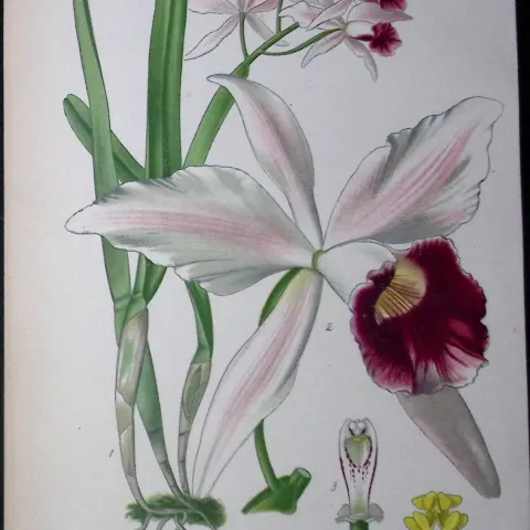 Purple-Stained Laelia Plant Edward Step Rare Antique Botanical Book Plate-235a