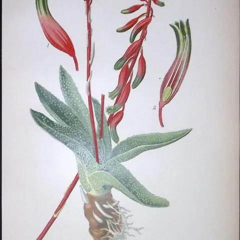 Cow’s Tongue Plant Edward Step Rare Antique Botanical Book Plate-270