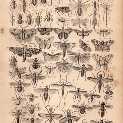 The Victorian World of Insects Species Antique Oliver Goldsmith Engraving XXVII.