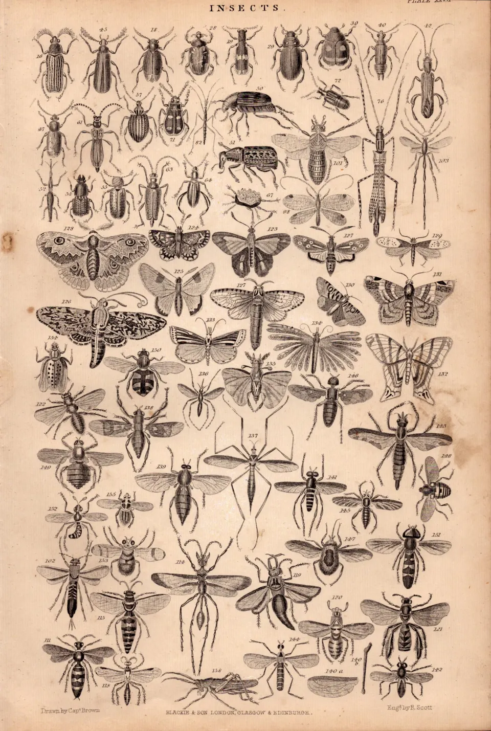 The Victorian World of Insects Species Antique Oliver Goldsmith Engraving XXVII.
