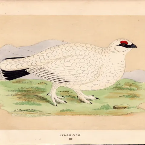 Ptarmigan  Rev Morris Antique History of British Birds 170 Years-Old Engraving.