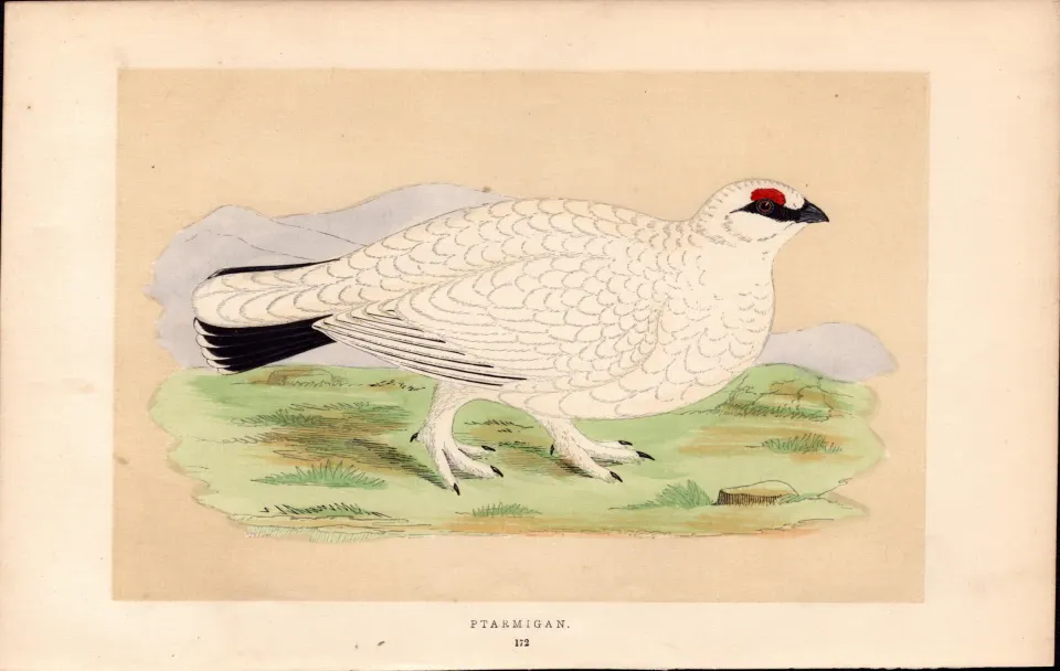 Ptarmigan  Rev Morris Antique History of British Birds 170 Years-Old Engraving.