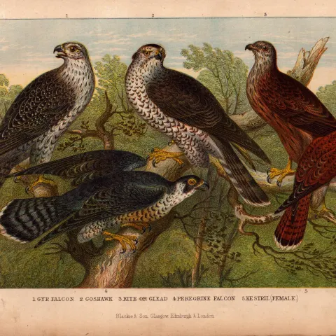 Falcon, Goshawk, Kite, Kestrel Antique Coloured Oliver Goldsmith Engraving -20.