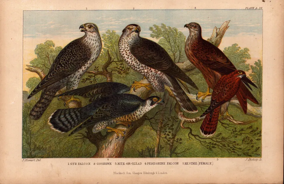 Falcon, Goshawk, Kite, Kestrel  Antique Coloured Oliver Goldsmith Engraving -20.