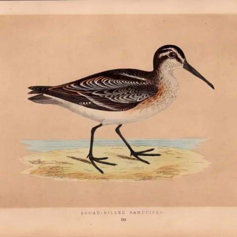 Broad Billed Sandpiper Rev Morris Antique History of British Birds Engraving.