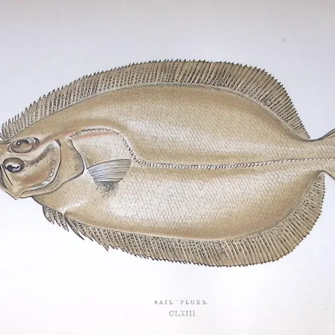 Sail Fluke Fish Scarce Antique 1877 J. Couch Woodblock Engraving-167