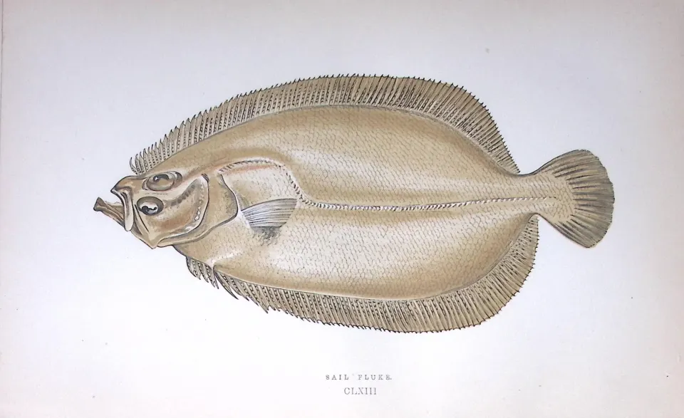 Sail Fluke Fish Scarce Antique 1877 J. Couch Woodblock Engraving-167