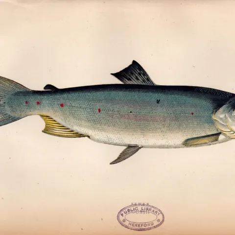 Sewen Antique Johnathan Couch Coloured Fish Engraving.