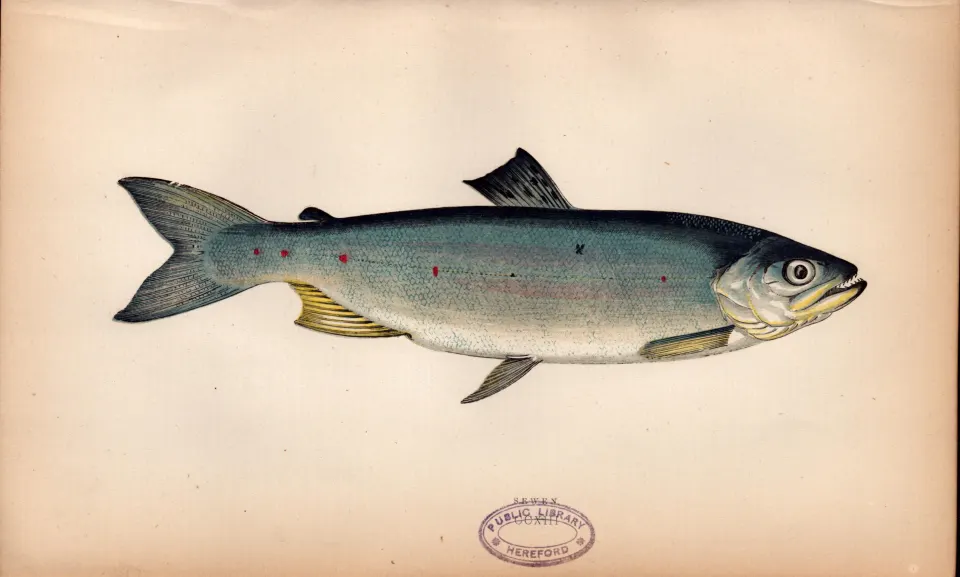 Sewen Antique Johnathan Couch Coloured Fish Engraving.