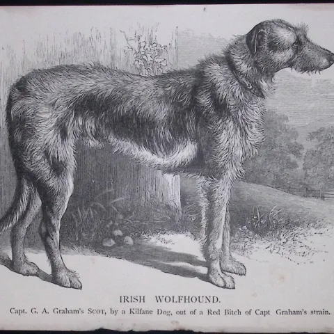 Irish Wolfhound British Dogs by Hugh Dalziel 1889 Antique Book Plate-17