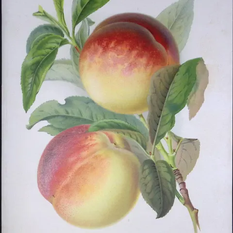 Selection Species of Peaches Antique Edwardian Robert Thompson Print-2