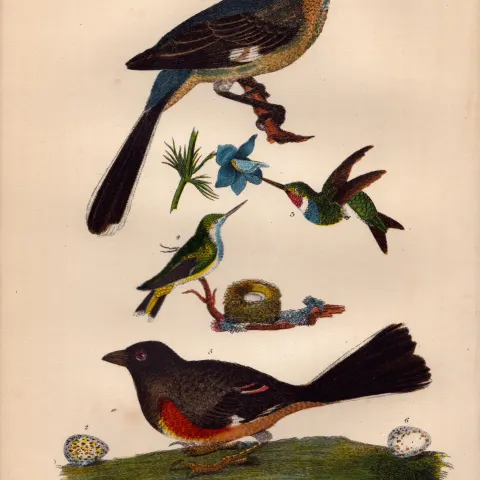 Alexander Wilson Rare American Birds Mocking Bird, Hummingbird, Bunting, Eggs-10.