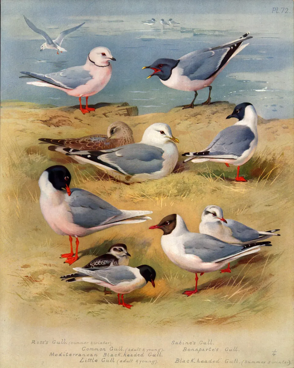 Antique Scarce First Edition Large Bird Print Seabirds & Gulls-72.