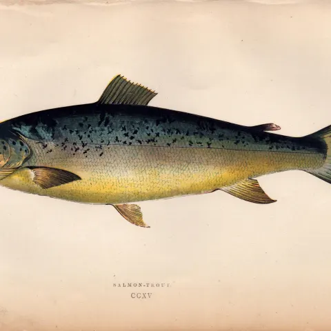 Salmon Trout Antique Johnathan Couch Coloured Fish Engraving.