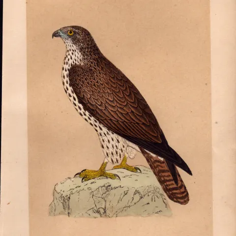 Honey  Buzzard Rev Morris Antique History of British Birds Engraving.