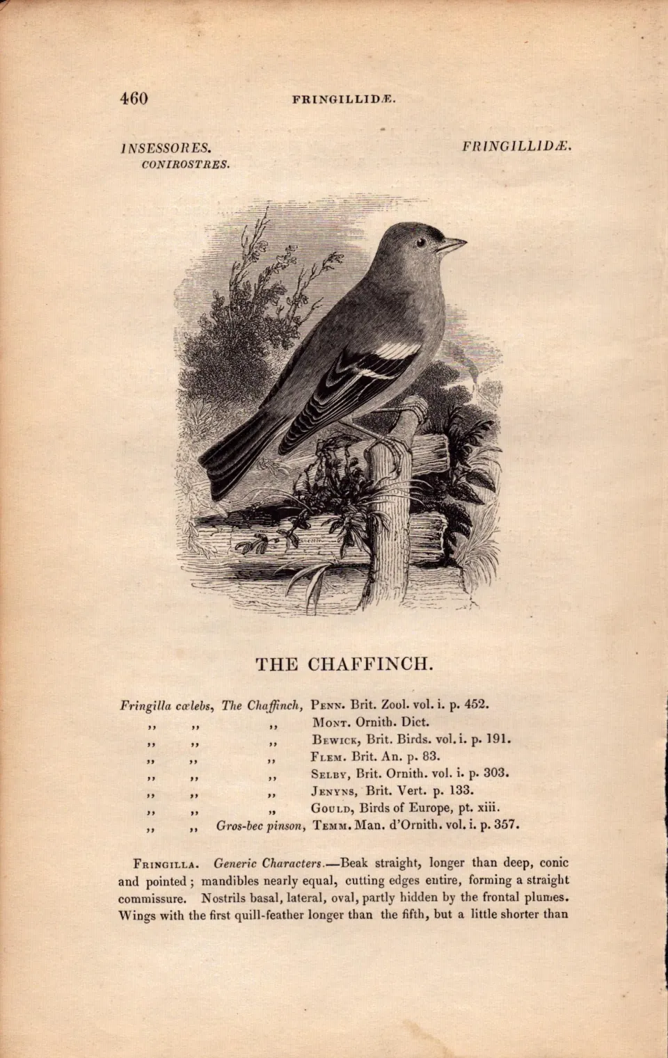 The Chaffinch 1843 Victorian Bird Antique  Print  William Yarrell.