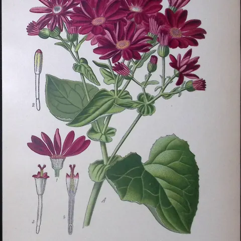 Florist's Cineraria Edward Step Rare Antique Botanical Book Plate-153
