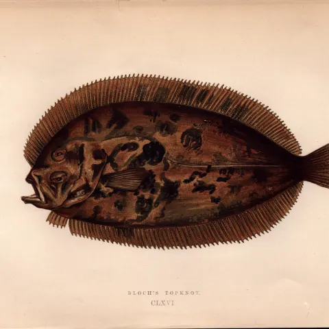 Bloch’s Topknot  Antique Johnathan Couch Coloured Fish Engraving.