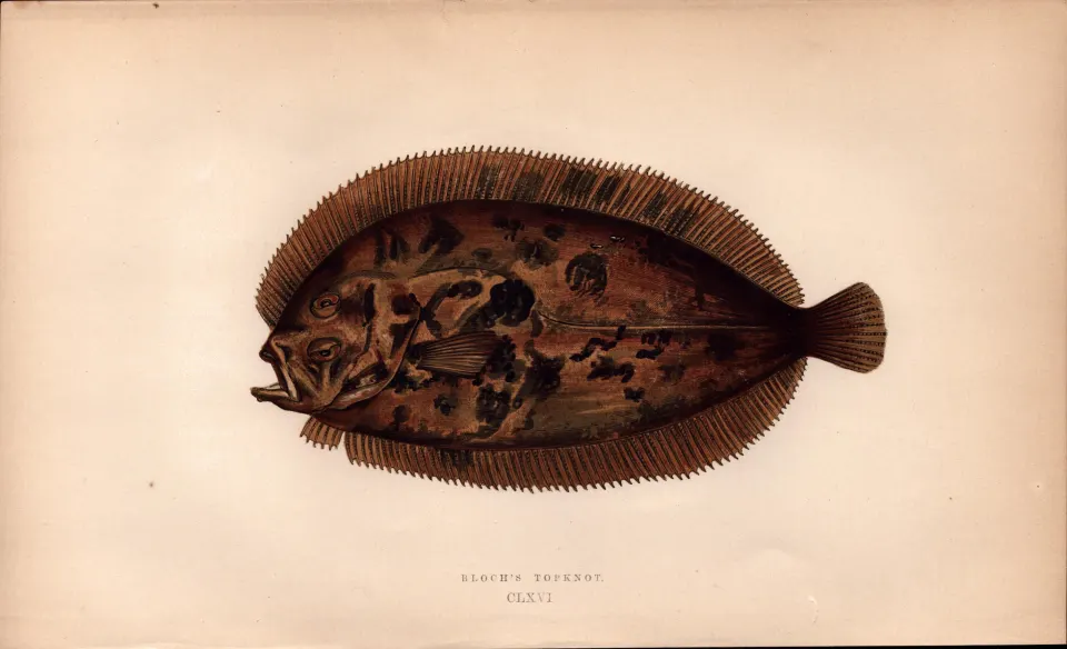 Bloch’s Topknot  Antique Johnathan Couch Coloured Fish Engraving.