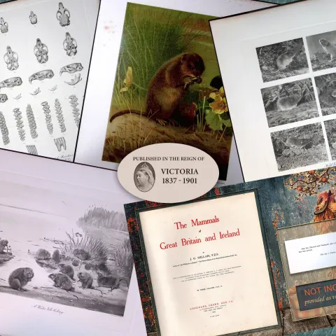 Job-Lot J.G. Millais Rare Limited-Edition The Vole Family Antique Prints-24