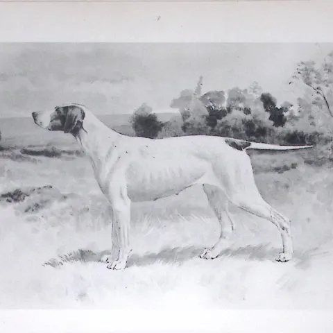 Pointer Antique Book Plate Rawdon Lee Modern Dogs 1893-56