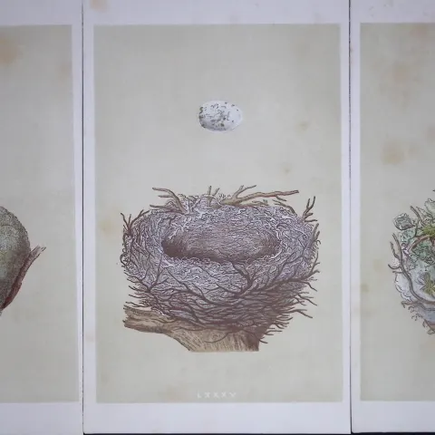 Job-Lot Bird Nests Goldfinch, Hawfinch, Greenfinch Rev Morris Antique Engravings-14