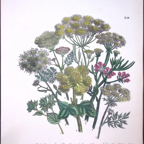 Rare 165-Yr-Old Antique Wildflower Gilt-Edged Illustration Jane Webb Loudon-38.