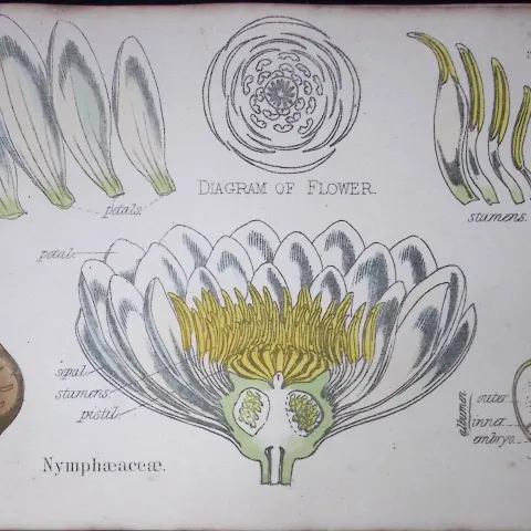 Water Lillies Botanical Flower Diagram Rare Antique First Edition Illustration-3