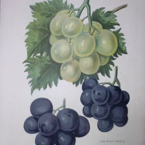Grapes-Duke of Buccleuch, Gros Colman, Lady Downes Antique Mary Rivers Illustration-43