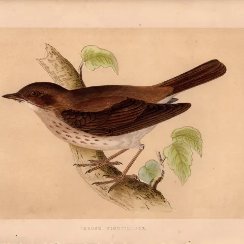 Thrush Nightingale Rev Morris Antique History of British Birds Engraving.