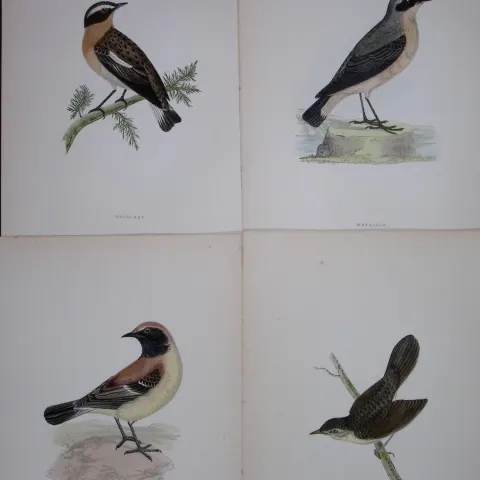 Job-Lot Rev Morris History of British Birds 130 Yrs-Old Antique Engravings-15