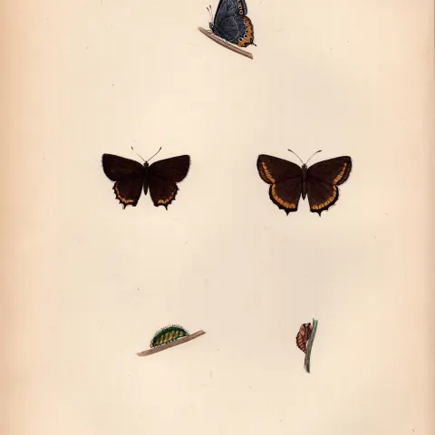 Black Hairstreak Hand Coloured Antique Butterfly Plate Rev Morris-111.