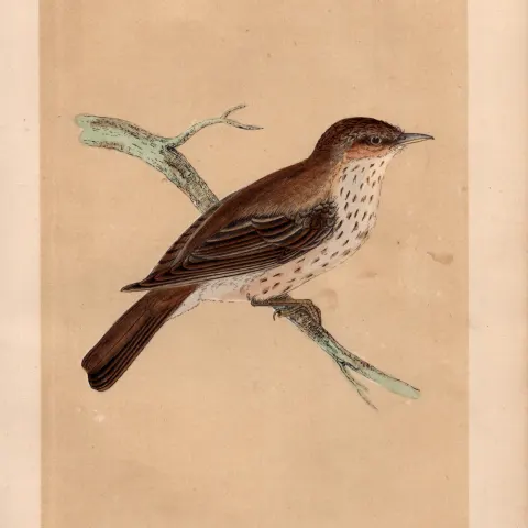 Spotted Flycatcher Rev Morris Antique History of British Birds Engraving.